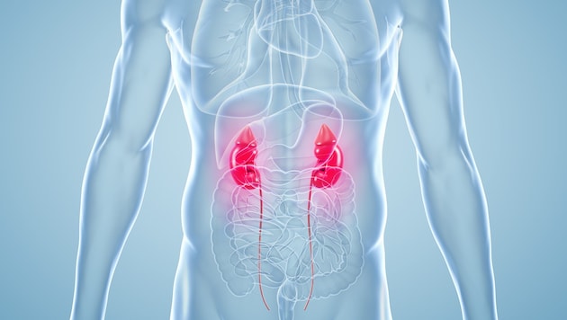 The main causes of kidney disease can be typical diseases of civilization: Diabetes and high blood pressure. (Bild: ag visuell/stock.adobe.com)