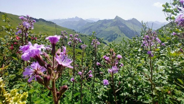 Das Portlahorn und der Portlakopf in der Bregenzerwaldgemeinde Damüls sind lohnende Ziele für einen Ausflug in die heimische Bergwelt. (Bild: Rubina Bergauer)
