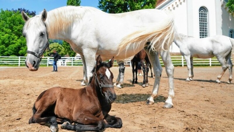 Die edlen Lipizzaner (Bild: Sepp Pail)