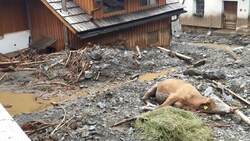 Ein Bild, das die ganze Tragweite der Unwetterkatastrophe in Kärnten dokumentiert: Auch das Tierleid ist groß, wie diese Aufnahme aus Gnesau zeigt. (Bild: zVg)