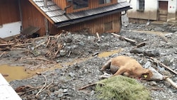 Ein Bild, das die ganze Tragweite der Unwetterkatastrophe in Kärnten dokumentiert: Auch das Tierleid ist groß, wie diese Aufnahme aus Gnesau zeigt. (Bild: zVg)
