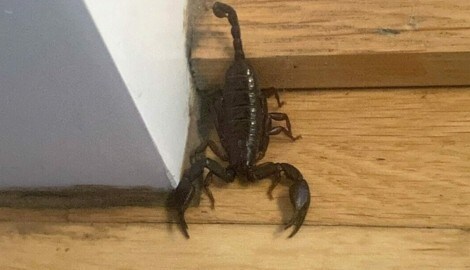 Die Linzerin erschreckte beim Anblick des Skorpions. (Bild: icara.at)