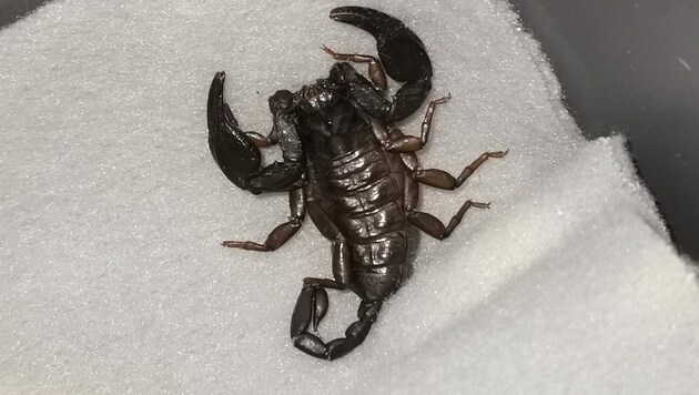 Der Skorpion wurde eingefangen (Bild: ICARA)
