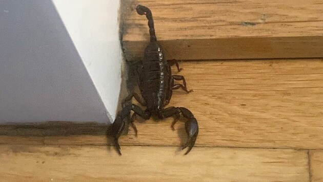 Auch dieser Skorpion war ungefragt mitgekommen. Im Wohnzimmer der Linzerin wurde das exotische Tier eingefangen. (Bild: ICARA)