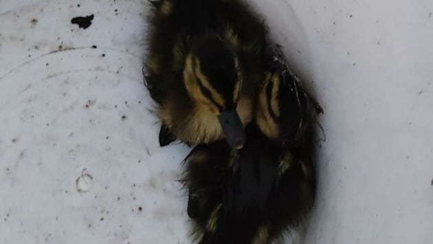 Die kleinen Entenküken wurden von der Feuerwehr aus dem Kanal befreit. (Bild: FF Neulengbach-Stadt)