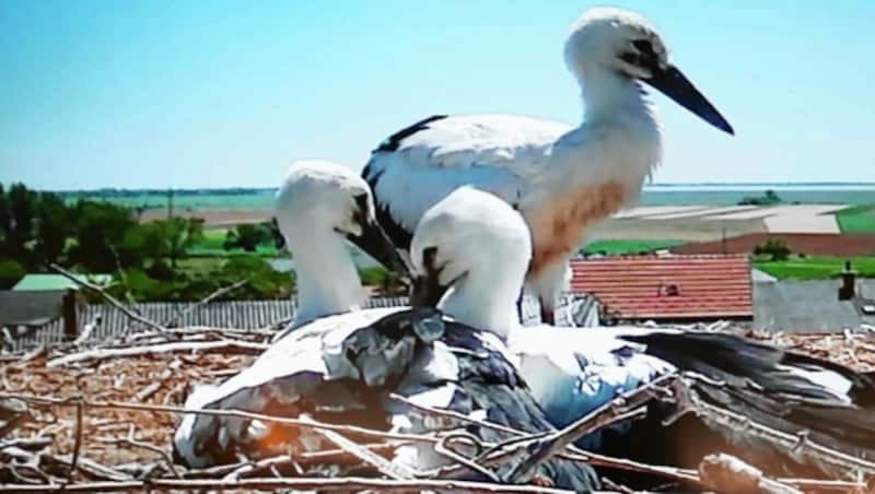 Per Übertragung kann das Aufwachsen der Jungvögel im Heurigen mitverfolgt werden. (Bild: Reinhardt Judt)