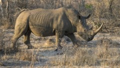 Breitmaulnashorn (Bild: APA/AFP/Wikus De Wet)