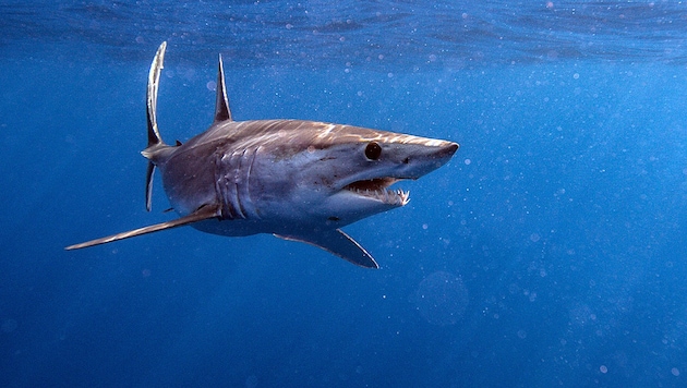 Makrelen- oder sogenannte Makohaie gelten als besonders schnelle Jäger. Sie werden bis zu vier Meter lang. (Bild: stock.adobe.com)