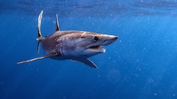 Makrelen- oder sogenannte Makohaie gelten als besonders schnelle Jäger. Sie werden bis zu vier Meter lang. (Bild: stock.adobe.com)