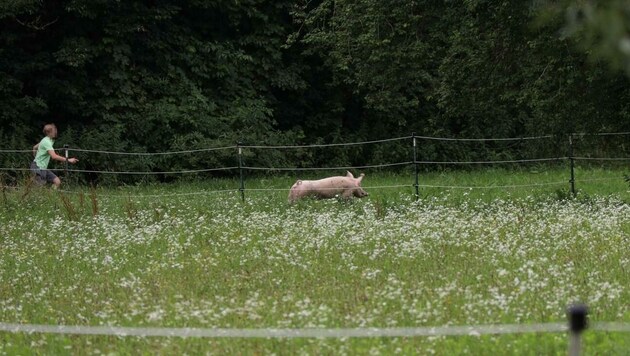 Das Schwein war seit Montag auf der Flucht. (Bild: Laumat)
