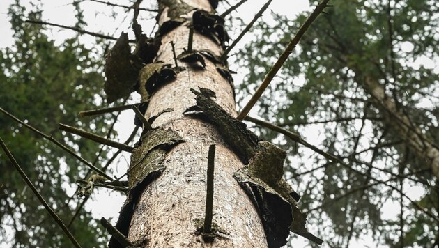 Borkenkäfer sind nur zwischen ein und sechs Millimeter groß, dennoch können diese ganze Wälder zerstören. Für die Waldbauern entsteht ein Millionenschaden. (Bild: Wenzel Markus)