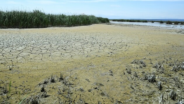 Blick auf einen ausgetrockneten Nebenarm des Neusiedler Sees (Bild: APA/Nina Kornberger)