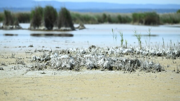 Die massive Trockenheit setzt dem Steppensee weiter zu. (Bild: APA/Nina Kornberger)