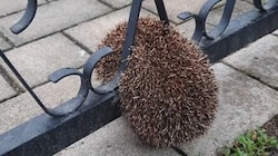 Im Zaun endete der Ausflug von Igel „Kurt“. Die Feuerwehr konnte das stachelige Dickerchen aber aus seiner misslichen Lage unverletzt befreien. (Bild: Freiwillige Feuerwehr Schwadorf)