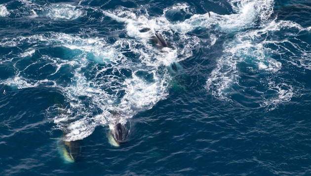 Feeding fin whales (Bild: Alfred-Wegener-Institut/Helena Herr)