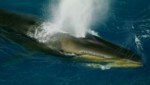 Erstmals seit dem Verbot des Fangs von Finnwalen hat ein Forschungsteam in der Antarktis wieder größere Bestände der mehr als 20 Meter langen Tiere entdeckt. (Bild: Alfred-Wegener-Institut)