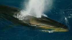 Erstmals seit dem Verbot des Fangs von Finnwalen hat ein Forschungsteam in der Antarktis wieder größere Bestände der mehr als 20 Meter langen Tiere entdeckt. (Bild: Alfred-Wegener-Institut)