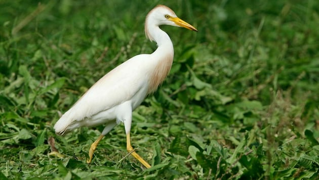 Der Klimawandel sorgt dafür, dass sich eine neue Vogelart zum Brüten in Österreich niedergelassen hat: der Kuhreiher. (Bild: APA/BirdLife/Michael Dvorak)