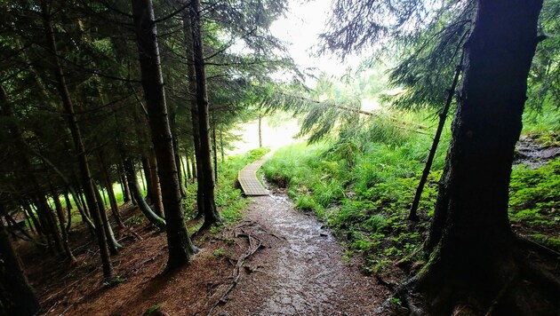 Es besteht die Gefahr von Waldbränden. (Bild: rubina bergauer)