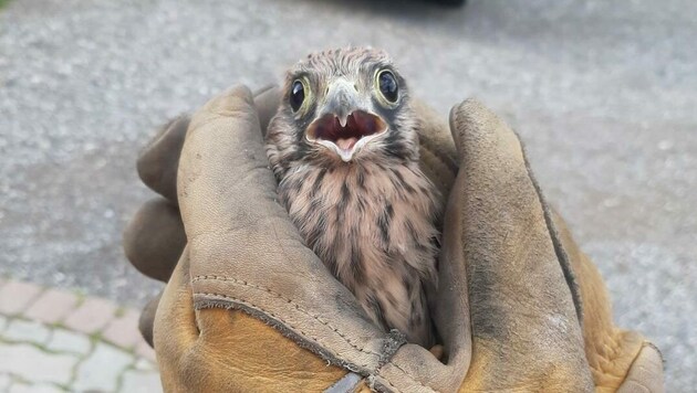 Der junge Falke wurde hilflos und verletzt in einer Siedlung entdeckt. (Bild: FF Kapfenberg-Diemlach)