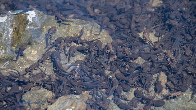Ein TikTok-Nutzer sammelte Froschlaich, um "die größte Froscharmee der Geschichte" aufzubauen. Biologen warnen vor solchen Eingriffen in die Natur. (Bild: stock.adobe.com)