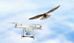 Ein ungleicher Luftkampf: Greifvögel fühlen sich von Drohnen gestört und greifen die Fluggeräte auch an, wobei sie sich an den vier Rotoren oft schwer verletzten können. (Bild: Adlerarena Burg Landskron)