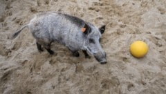 In Italien hat sich ein Wildschwein auf einen Strand verirrt und eine Frau in den Arm gebissen (Symbolbild). (Bild: AFP)