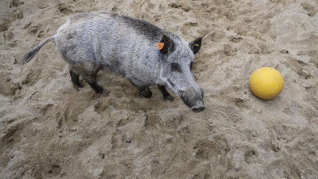 In Italien hat sich ein Wildschwein auf einen Strand verirrt und eine Frau in den Arm gebissen (Symbolbild). (Bild: AFP)