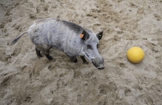 In Italien hat sich ein Wildschwein auf einen Strand verirrt und eine Frau in den Arm gebissen (Symbolbild). (Bild: AFP)