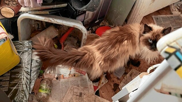 Eine der armen Katzen mitten im Müll im Murtal (Bild: Eva Wolfsberger)