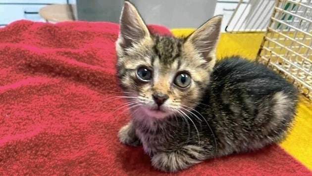 Der Kater und die Katze werden derzeit von Tierarzt Christoph Haller aufgepäppelt. (Bild: Christian Schulter)