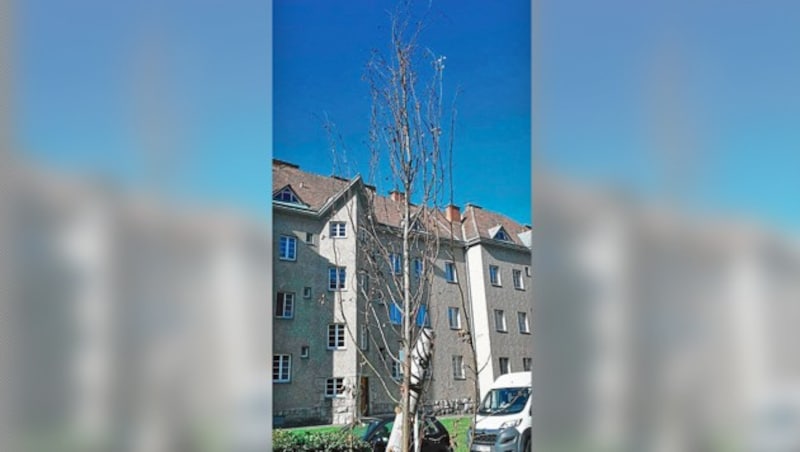 Die Initiative „Zukunft Stadtbaum“ schätzt, dass 1000 bis 3000 Bäume zurzeit in Wien vertrocknen. (Bild: Initiative „Zukunft Stadtbaum", Krone KREATIV)