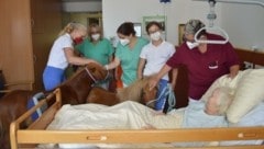 Erkundungstour im Pflegeheim in Klosterneuburg: Die Freude der Senioren über den Besuch der Ponys „Peanut“ und „Oner“ war groß. (Bild: PBZ Klosterneuburg)