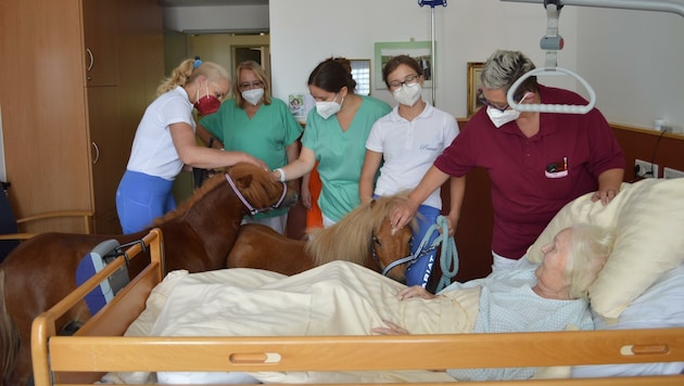 Erkundungstour im Pflegeheim in Klosterneuburg: Die Freude der Senioren über den Besuch der Ponys „Peanut“ und „Oner“ war groß. (Bild: PBZ Klosterneuburg)