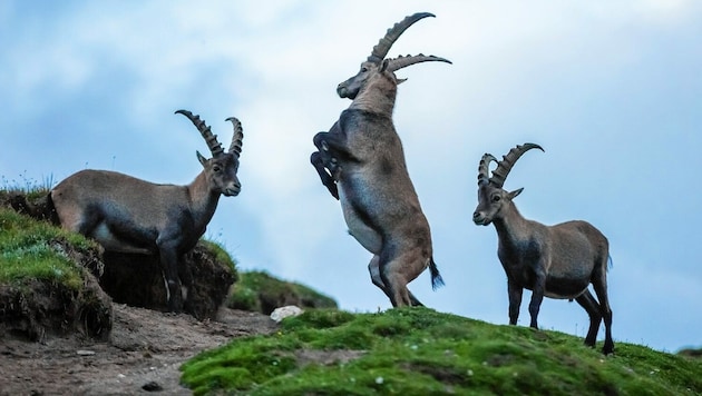 Einige Tierarten flüchten in die Höhe. (Bild: Foto: Alexander Müller - www.alexander-mueller.at)