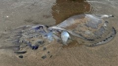 Eine am Strand von Jesolo angespülte Qualle. (Bild: "Krone"-Leserreporter)