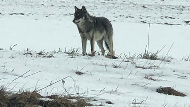 25 Mal wurde im Mühlviertel ein Wolf gesehen. (Bild: zVg)