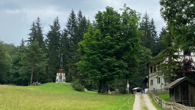 Auf dem Forstweg Bärenbad im Gemeindegebiet von Langkampfen tauchte am Samstag plötzlich ein großer Beutegreifer vor drei Radfahrern auf. (Bild: ZOOM.TIROL)