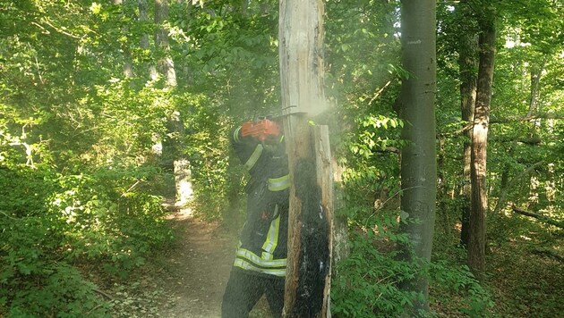 Kaltenleutgeben: Baum in Flammen! (Bild: Freiwillige Feuerwehr Kaltenleutgeben)