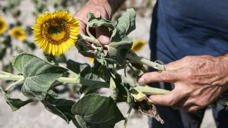 Man rechnet mit einem deutlichen Rückgang der Ernte in vielen Gebieten. (Bild: AFP)