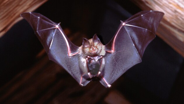 The young animal is carried by the lesser horseshoe bat on its belly while flying. (Bild: Eberhard Menz)