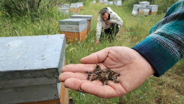 Das globale Artensterben könnte sich schon bald auch auf unsere Lebensmittelversorgung auswirken. Insbesondere wildlebende Insektenarten sind gefährdet. (Bild: AFP/Raymond ROIG)