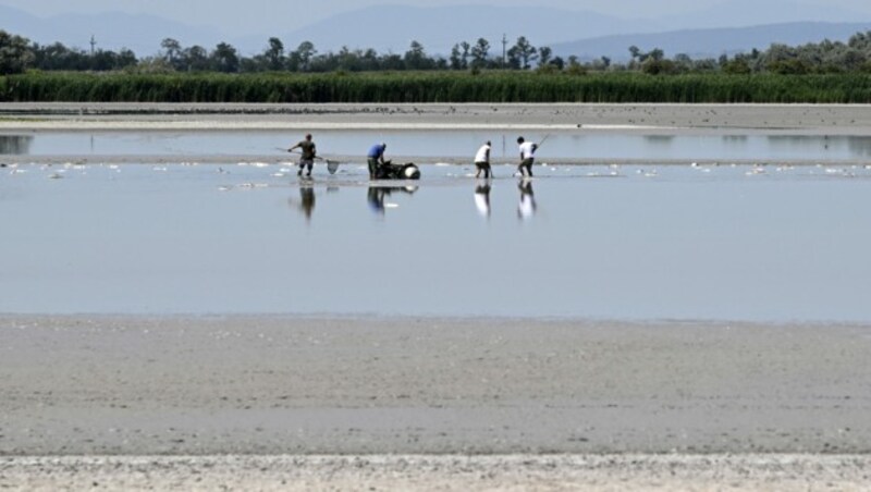 Die anhaltende Hitze lässt den Zicksee im burgenländischen Seewinkel austrocknen. Um die darin lebenden Fische zu retten, wurden deshalb Sportfischer der Umgebung um die Abfischung gebeten. (Bild: APA/HANS KLAUS TECHT)