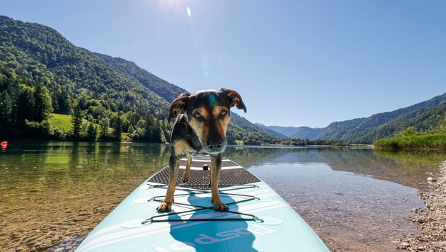 Für Hunde und ihre Besitzer gibt's am Westufer des Hintersees Bademöglichkeit. (Bild: Tschepp Markus)