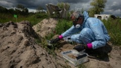 Greenpeace-Strahlungsexperte Jan Vande Putte nimmt Proben von der radioaktiven Erde in der Sperrzone um das ehemalige AKW Tschernobyl. (Bild: Jeremy Sutton-Hibbert/Greenpeace)