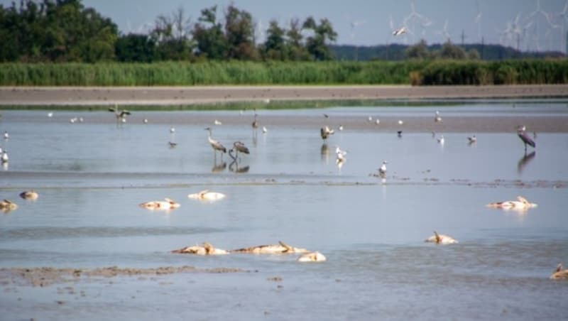 Am Zicksee holen sich Reiher und Möwen noch etwas zu fressen. (Bild: Charlotte Titz)