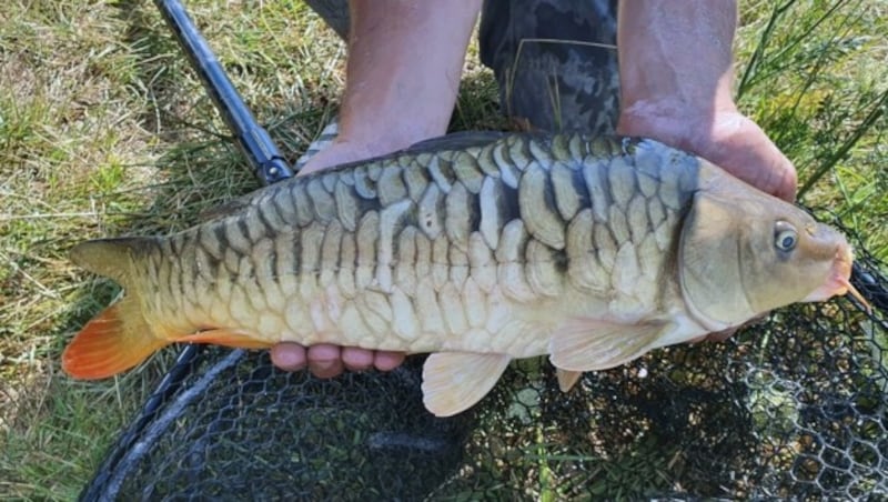 In Apetlon wird der Darscho abgefischt. Hier holt man Tonnen an Karpfen aus dem seichten Wasser. (Bild: Charlotte Titz)