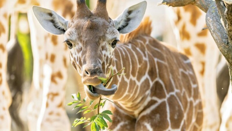 Giraffen-Jungtier „Amari“ (Bild: APA/Daniel Zupanc)