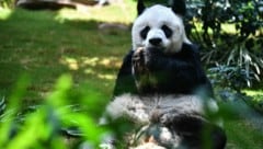 Der weltweit älteste in Gefangenschaft lebende männliche Panda ist tot. „An An“ musste im Alter von 35 Jahren eingeschläfert werden. (Bild: AFP)