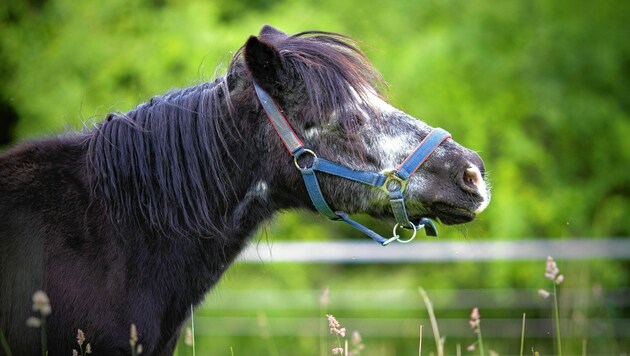 Eine 58-Jährige ließ ihr Pony total verwahrlosen (Symbolbild) (Bild: Österreichischer Tierschutzverei)